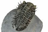 Super Spiny Drotops Armatus Trilobite - Morocco #381563-5